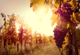 AdobeStock_56176850.jpeg AdobeStock_56176850.jpeg