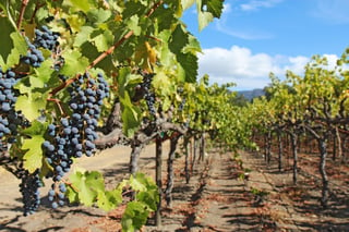 Regional Wine Spotlight: California Wines