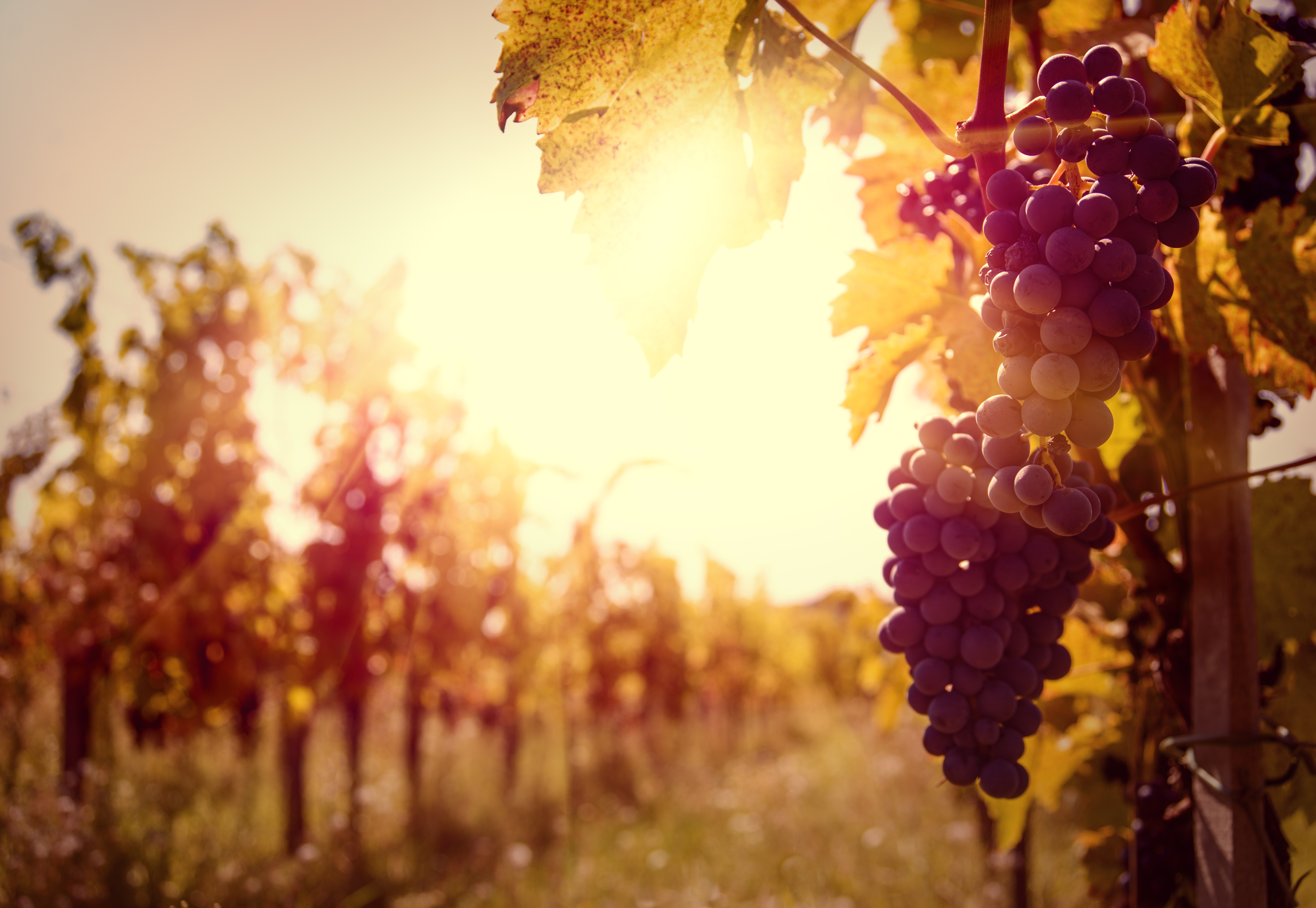 Картинки осень виноград. Красивый виноградник. Виноградники на закате. Осень солнце виноградники. Виноград фон.